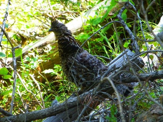 Movie 3 - Day 1, Ruffed Grouse, 6mb